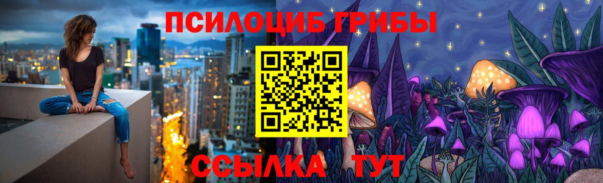 Псилоцибиновые грибы Psilocybe Гатчина
